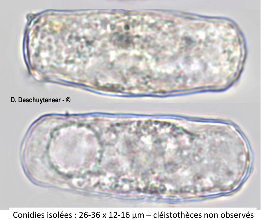 Golovinomyces orontii